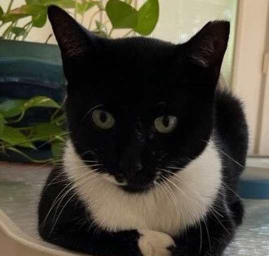 Photo of Tux