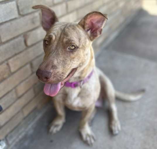 Photo of Nala