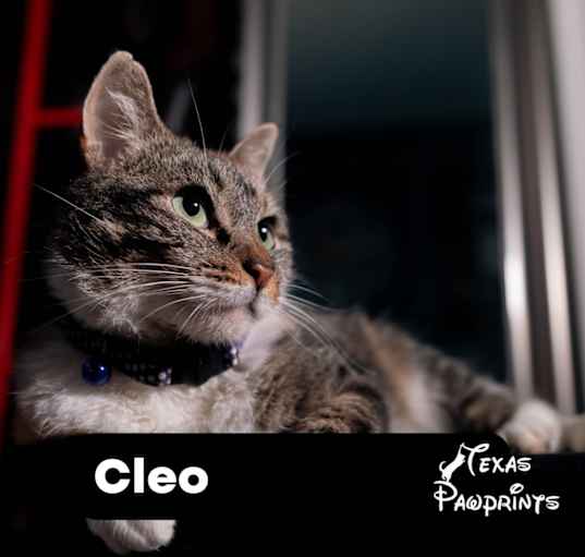 Photo of Cleo