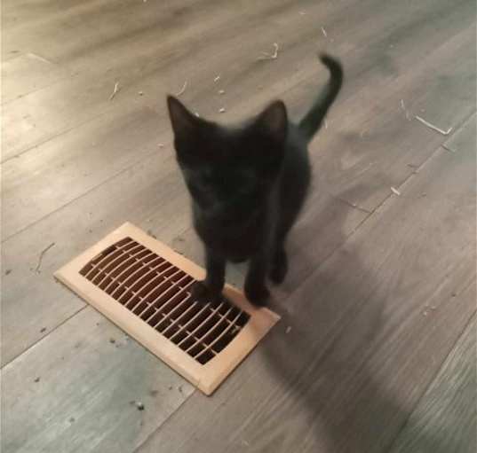 Photo of BUDDY (COURTESY POST)