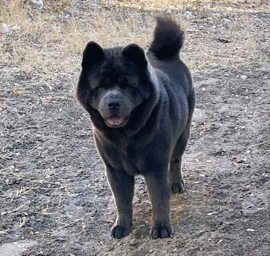 Photo of LOBO