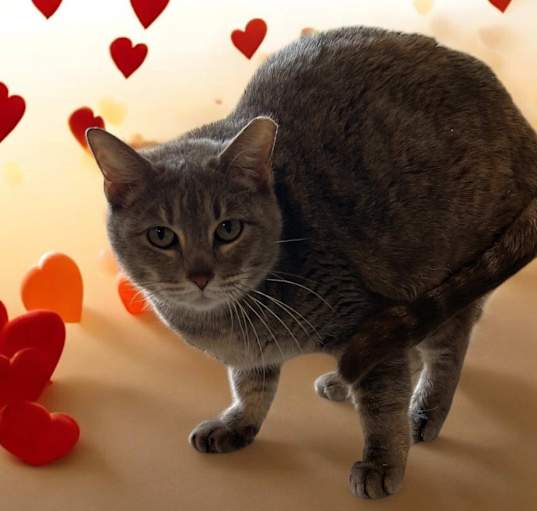 Photo of Biscuits