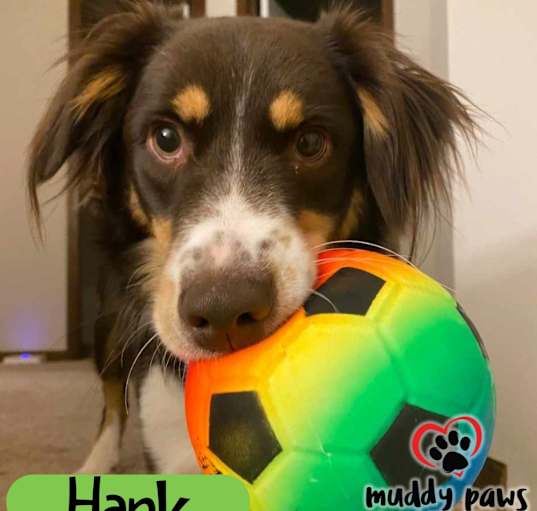 Photo of Hank (Courtesy Post)