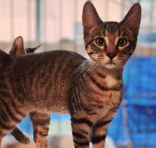 Photo of Bantu