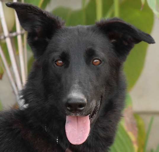 Photo of Meg March - CP-Foster or Adopt Me!