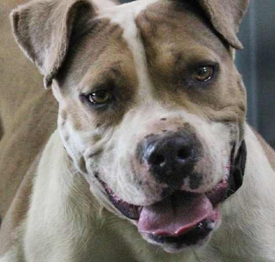 Photo of Ace