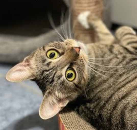 Photo of Truffle