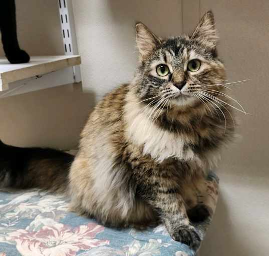 Photo of Kitty Hex