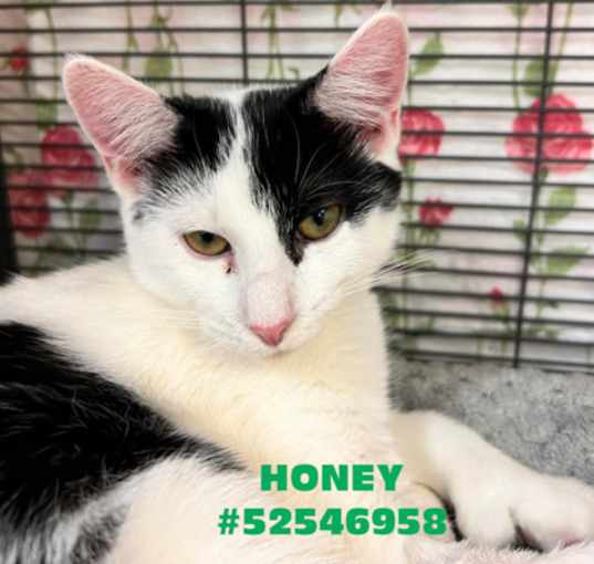 Photo of Honey - # 10