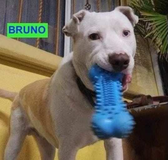 Photo of Bruno