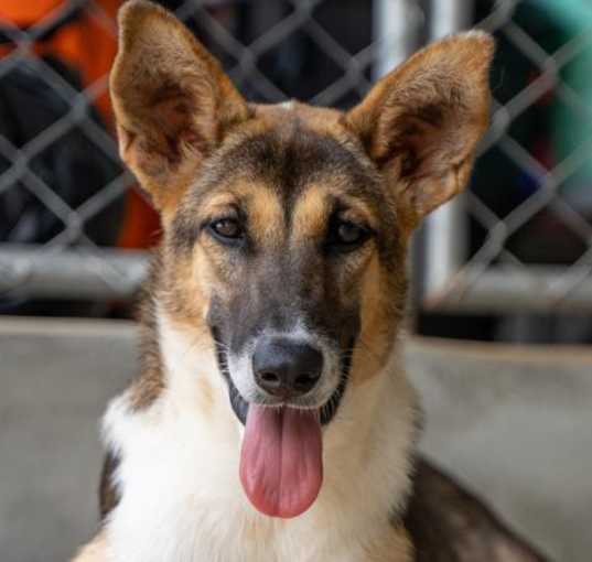 Photo of Auretta