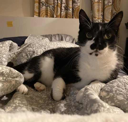 Photo of Mr. Oreo