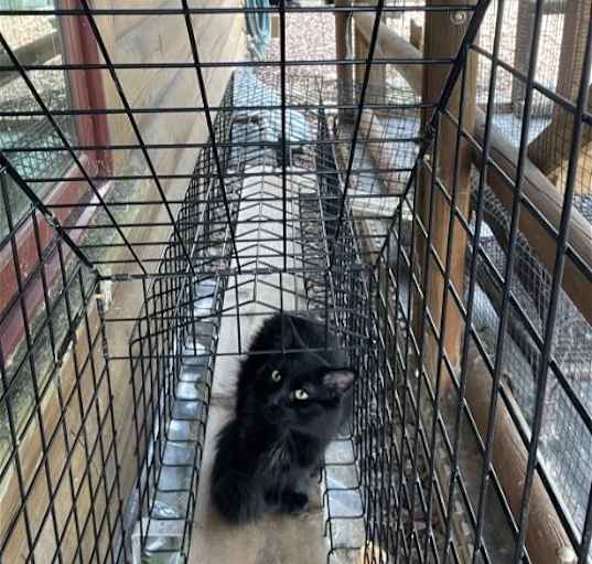 Photo of Fudge