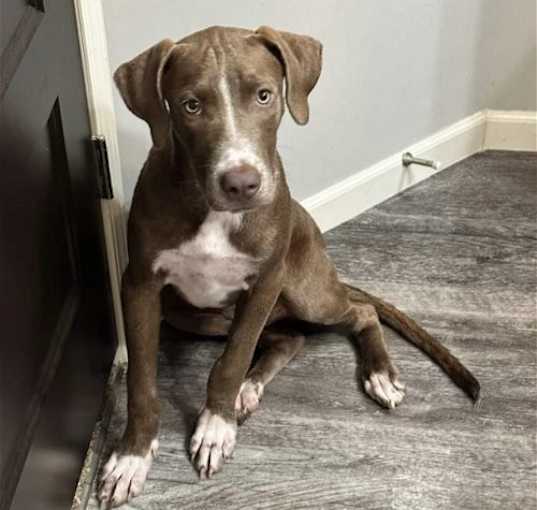 Photo of Beau