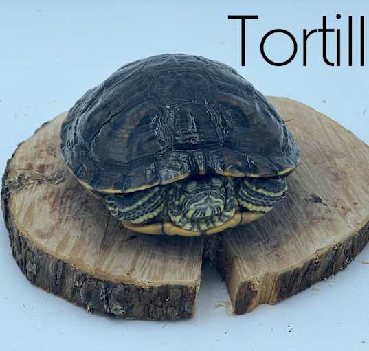 Photo of Tortilla