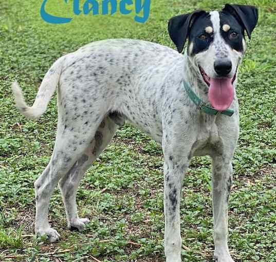 Photo of Clancy