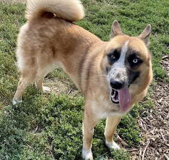 Photo of Lucky (Sponsored Fee)
