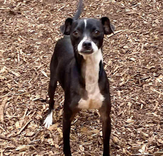 Photo of Gunner