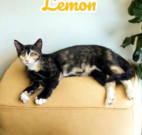 Photo of Lemon