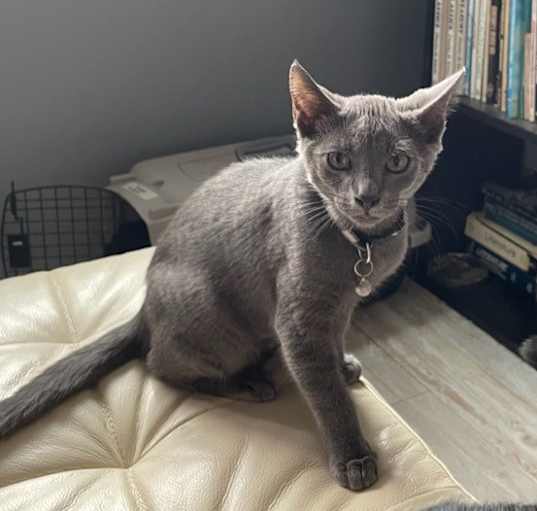 Photo of Ramone