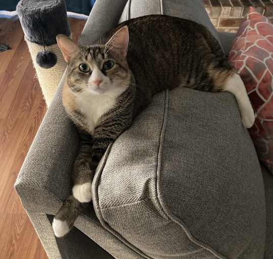 Photo of Rosie