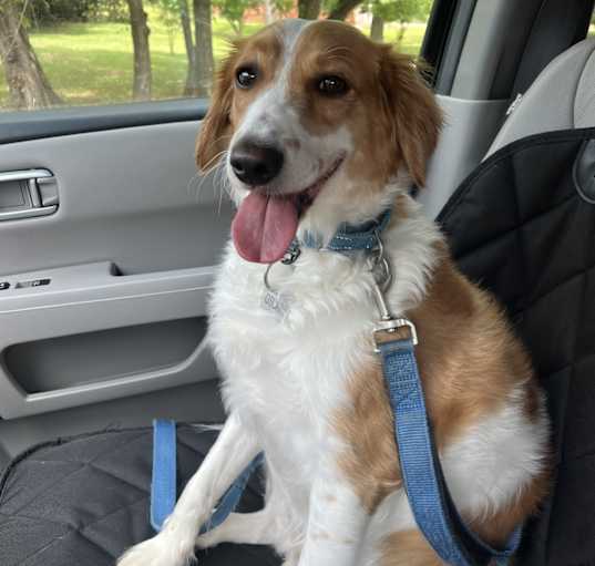 Photo of Oscar