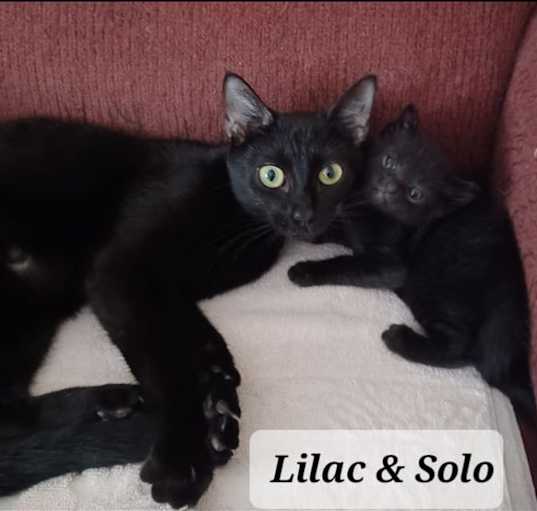 Photo of Lilac