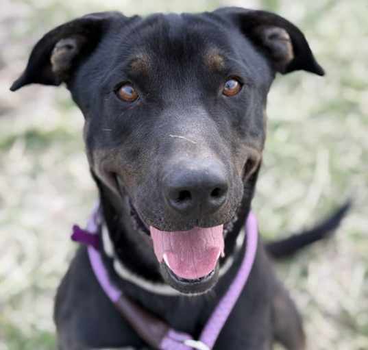 Photo of Rango