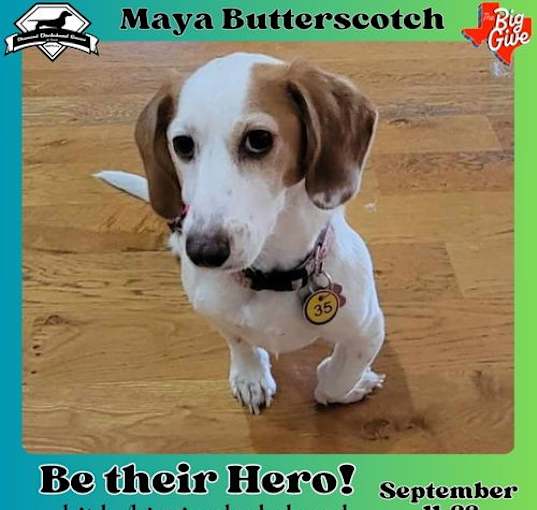 Photo of Maya Butterscotch