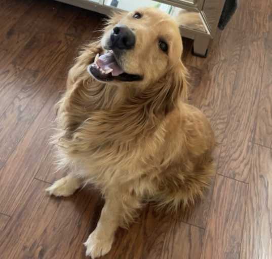Photo of Ace