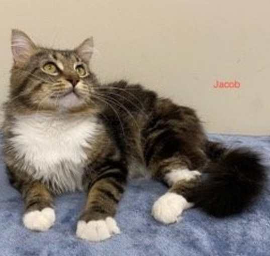 Photo of JACOB & JOSHUA - BONDED PAIR