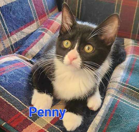 Photo of Penny