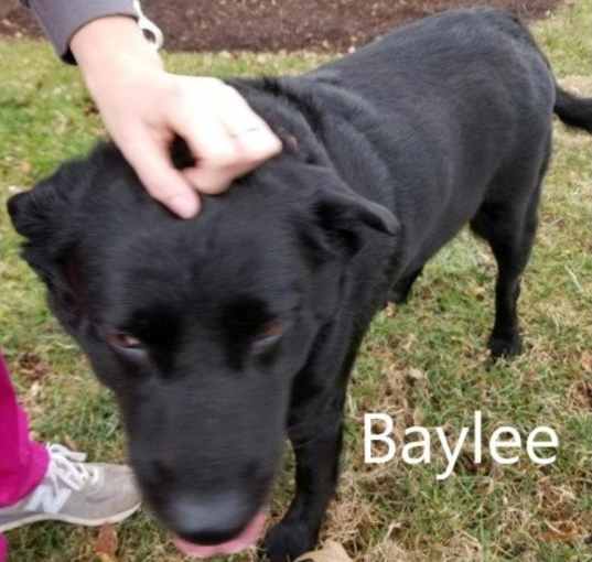 Photo of Baylee (Bailey)