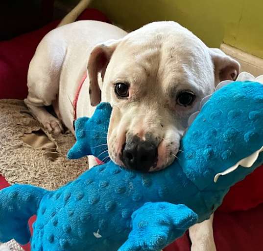 Photo of Champ