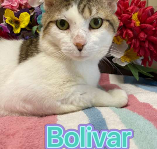 Photo of Bolivar