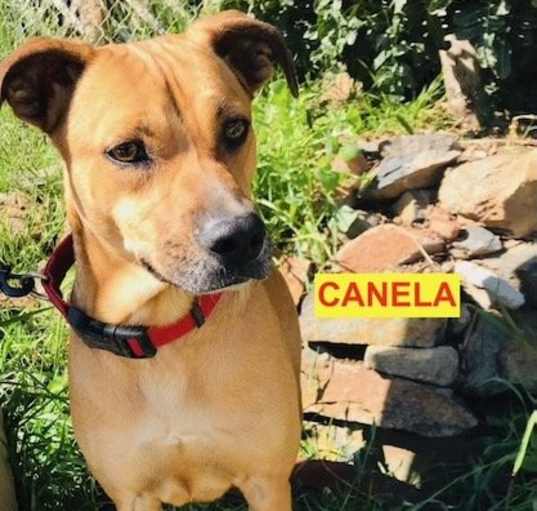 Photo of Canela
