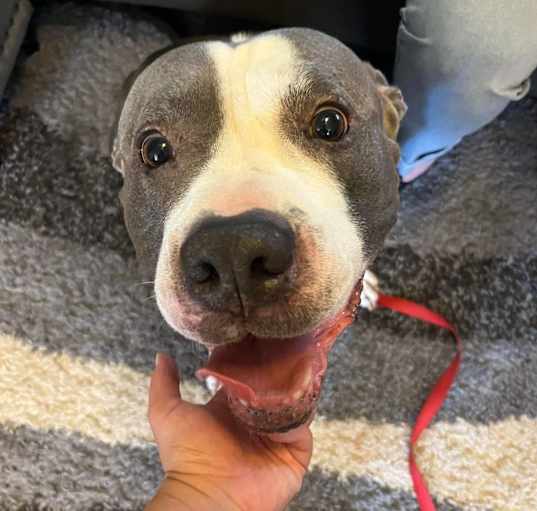 Photo of Chico