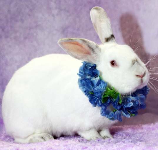 Photo of Flopsy