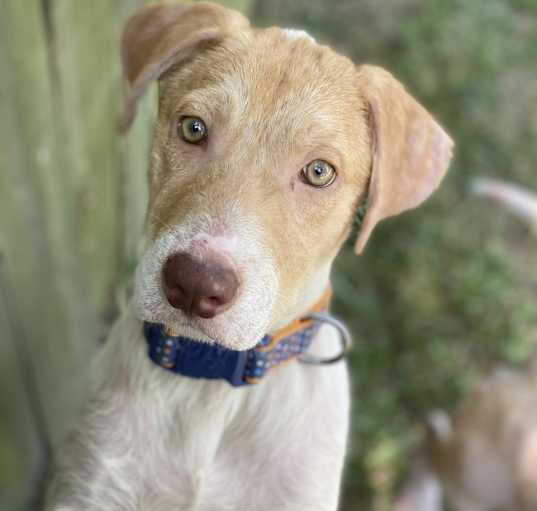 Photo of Ziggy (Texas) KY