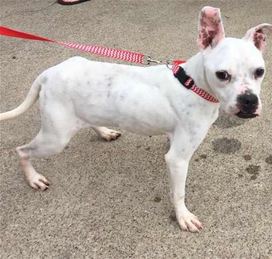 Photo of Marlee (Permanent Foster)