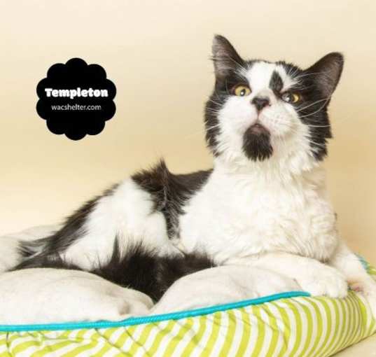 Photo of TEMPLETON (Silly & Very Sweet)