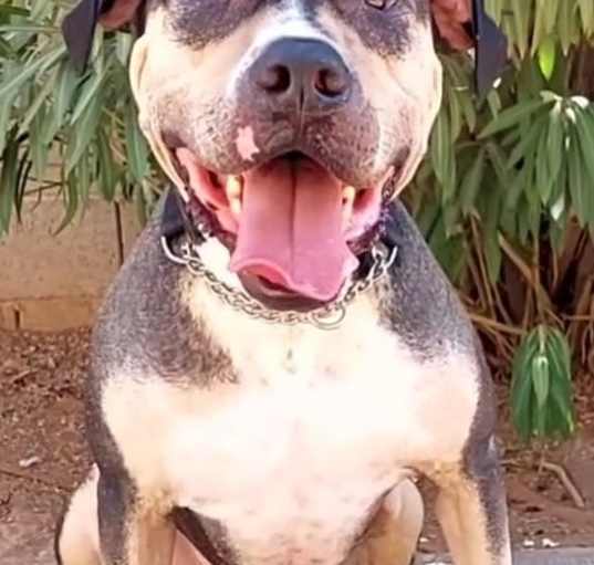 Photo of Bennington (Benny)