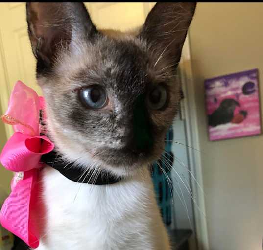 Photo of Lily