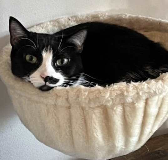 Photo of Dumpling