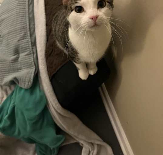 Photo of Lovebug 0405