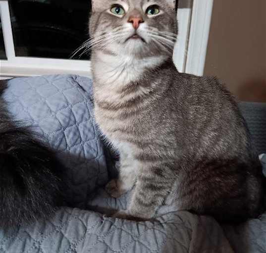Photo of Gizmo [CP]