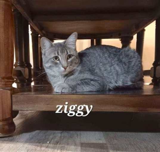 Photo of Ziggy [CP]
