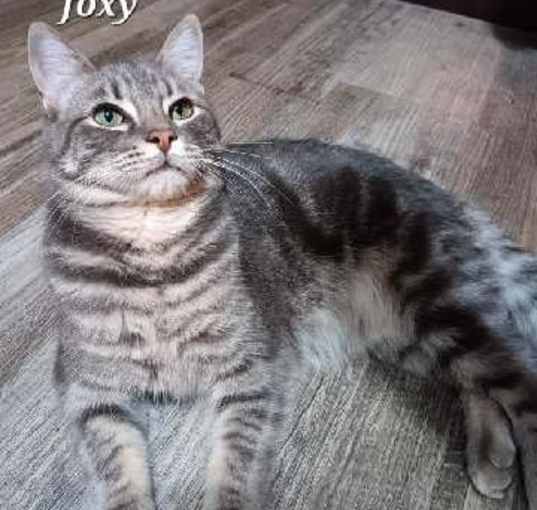 Photo of Foxy [CP]