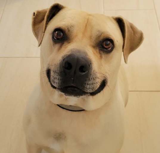 Photo of BUBBA