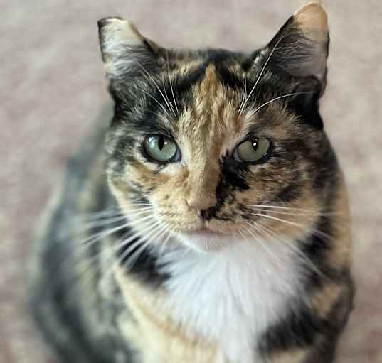 Photo of Cleopatra